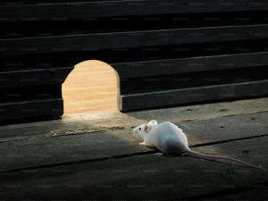 rodent removal